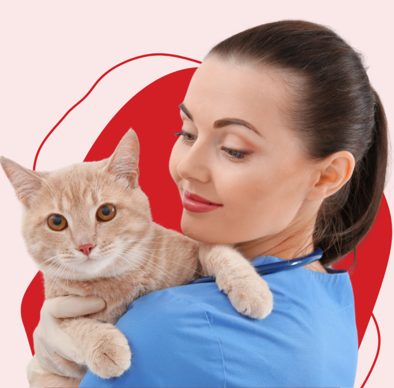 veterinários da AtenVet com gato antes da castração em Águas Claras