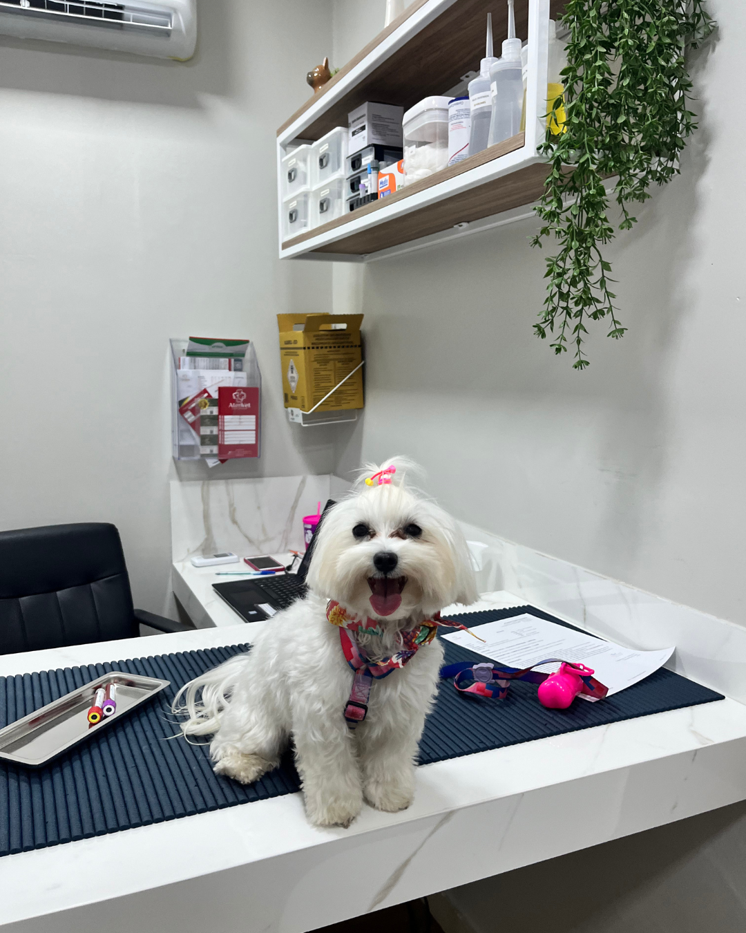 nossa equipe atenvet - castração